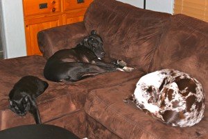 Typical night in our house- you have to fight for your place on the couch...