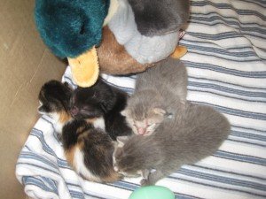 These kittens were about 5 ounces when CAWL took them in- crucial period that requires weighing in at least once a day!