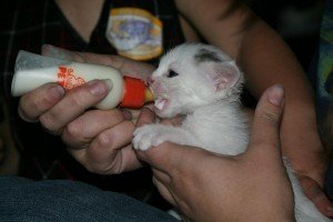 bottle-feeding1