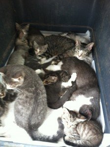 Many of the friendly cats were all put together in a big crate, since we underestimated how many we were bringing back!