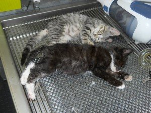 A couple kittens getting ready for neuter!